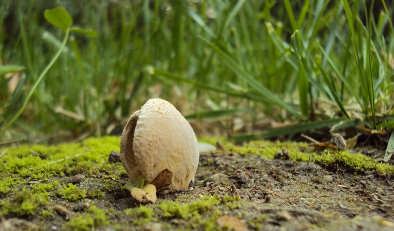 forse Tapinella panuoides?